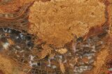 Petrified Wood (Sycamore) Section - Parker, Colorado #228116-1